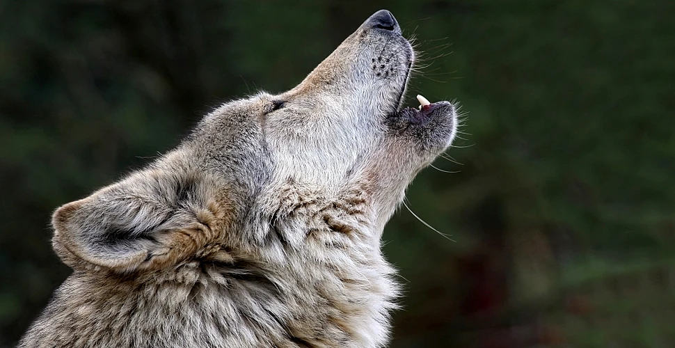 De ce urlă lupii? Oamenii de ştiinţă au dezlegat misterul
