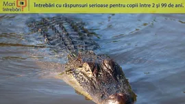De ce aligatorii mănâncă pietre?