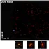 Telescopul James Webb a descoperit 300 de obiecte misterioase în Universul îndepărtat