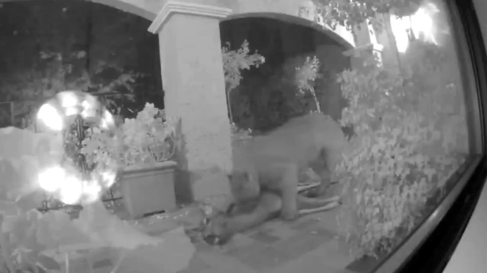 Întâlnirea nocturnă, neaşteptată, dintre doi americani şi un leu de munte -VIDEO