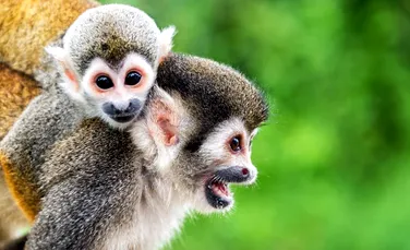60% din speciile de primate sunt în pericol de a fi pe cale de dispariţie. Care este principalul vinovat şi cum pot fi salvate