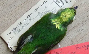O specie de pasăre-hibrid UNICĂ a fost descoperită în Pădurea Amazoniană