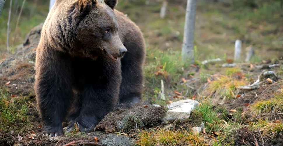 Un cameraman care filma un urs grizzly în timp ce căuta peşte a înregistrat un moment rar al lumii sălbatice