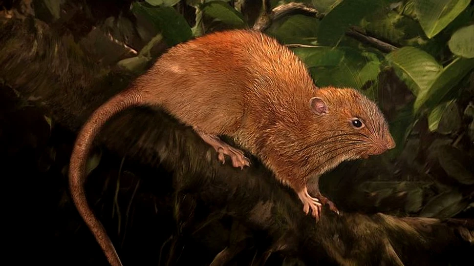 O nouă specie de şobolan ”uriaş” a fost descoperită. Este de patru ori mai mare decât cel obişnuit