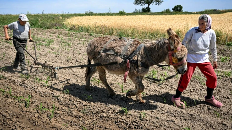 Românii sunt tot mai interesați să muncească ocazional în gospodăriile altor români