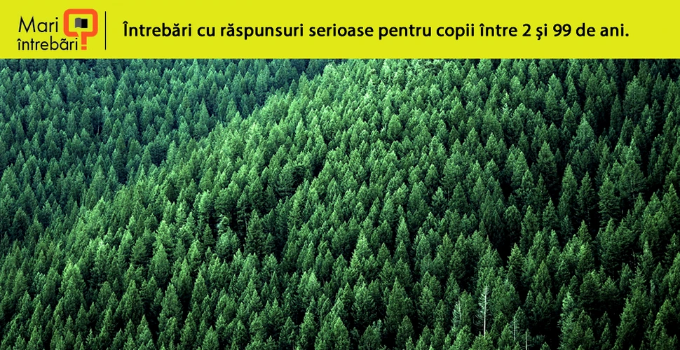 Unde este cea mai bătrână pădure din România?