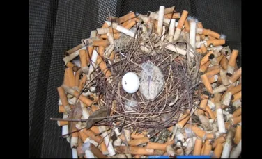 De ce îşi construiesc păsările cuiburi din mucuri de ţigară?