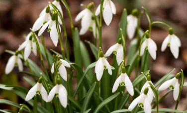 Meteorologii au actualizat prognoza: Cum va fi vremea în penultima săptămână din martie?