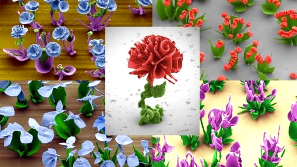 Imagini extraordinare: aceste „flori” exotice sunt cu totul altceva decât ceea ce par (FOTO)