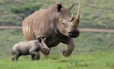 Primii rinoceri albi din ultimii 40 de ani într-un parc natural din Mozambic