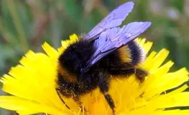 Albinele vad de cinci ori mai rapid decat oamenii