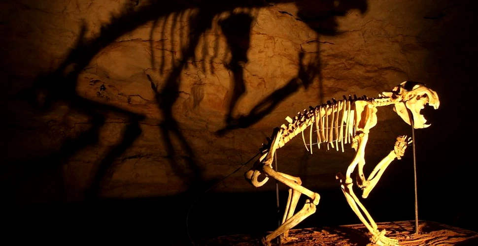 Scheletul unui leu cu marsupiu, ce a trăit în urmă cu 50.000 de ani, a fost descoperit în Australia