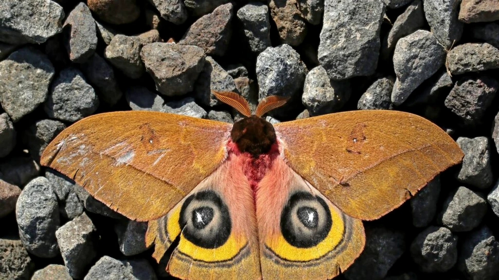 Moliile sunt polenizatori mai eficienți decât albinele, arată studiile