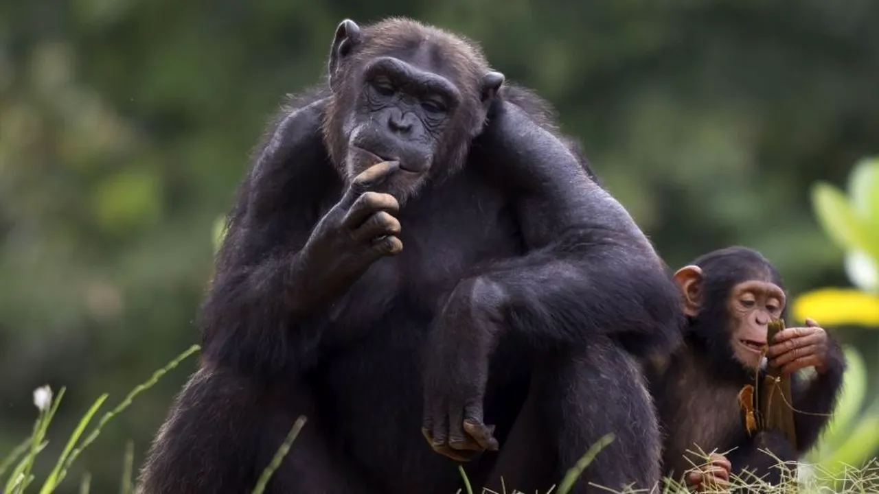 1-apes 