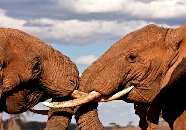  elefanti in lupta de dominare