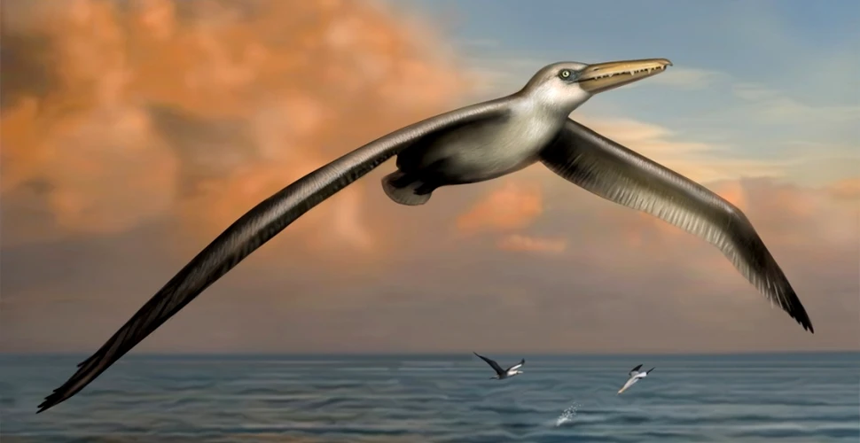 Cum arăta cea mai mare pasăre marină din istorie? Tocmai au fost descoperite rămăşiţele unui exemplar uriaş
