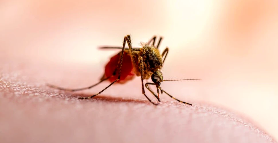 O echipă a creat materialul textil care te protejează de țânțari