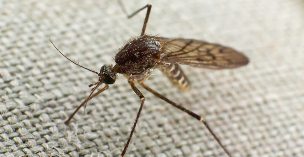 Singapore a eliberat zeci de milioane de țânțari bolnavi. Iată de ce!