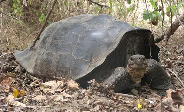 O specie de ţestoasă gigant a fost redescoperită la 150 de ani de la „dispariţie”