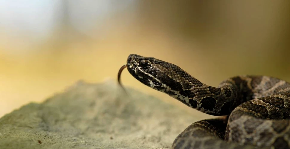 Lucru surprinzător şi fascinant cu privire la veninul şarpelui cu clopoţei. Bizareria din compoziţia acestuia