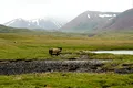 Tundra siberiană ar putea dispărea până la mijlocul acestui mileniu