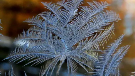 Test de cultură generală. De ce apar flori de gheață pe geamuri iarna?