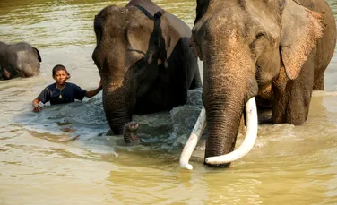 Test de cultură generală. Care animal nu uită niciodată?