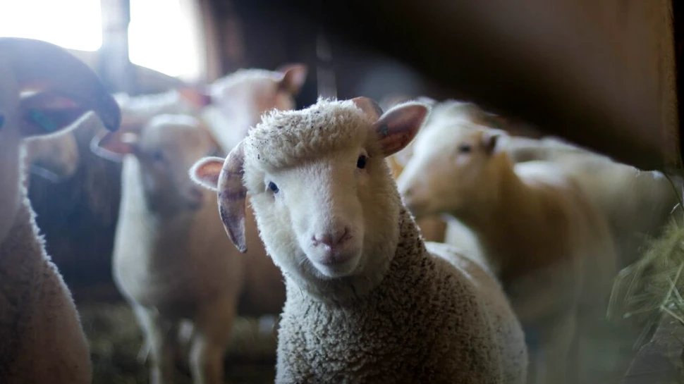 Un studiu genetic făcut pe animalele din China arată o creștere a rezistenței la antibiotice