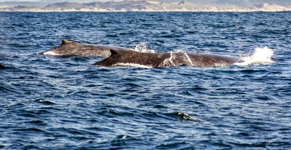 Cel mai mare grup de balene văzut de la sfârșitul secolului XX încoace