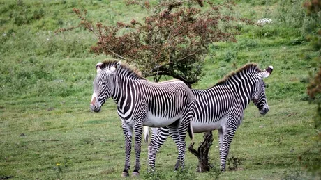 Cea mai rară zebră din lume este în pericol din cauza secetei din Kenya