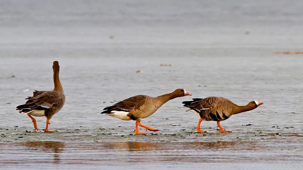 Vânătoarea pentru două specii de gâscă, suspendată de judecători în România
