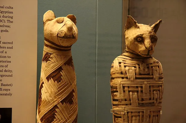 Pisicile erau mumificate deseori ca ofrandă pentru zeiţa Bastet, protectoarea copiilor şi a mamelor