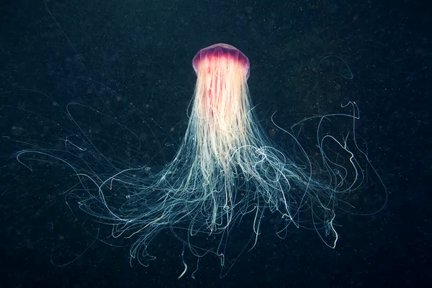 Cea mai mare meduză din lume a fost surprinsă în imagini spectaculoase / Foto: Alexandre Semenov