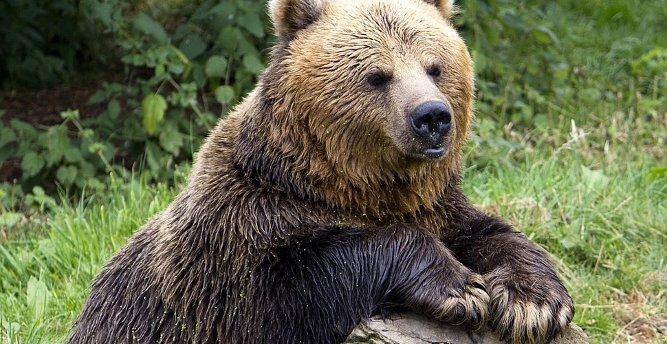 În rezervaţia de urşi de la Zărneşti a fost inaugurat un trenuleţ pentru turişti