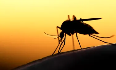 Cea mai mare urgență reprezentată de malarie din ultimii 20 de ani