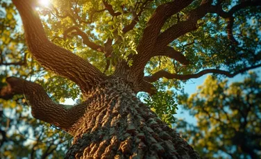 Solstițiul de vară este „calendar natural” pentru copaci. Cum îi ajută cea mai lungă zi din an?