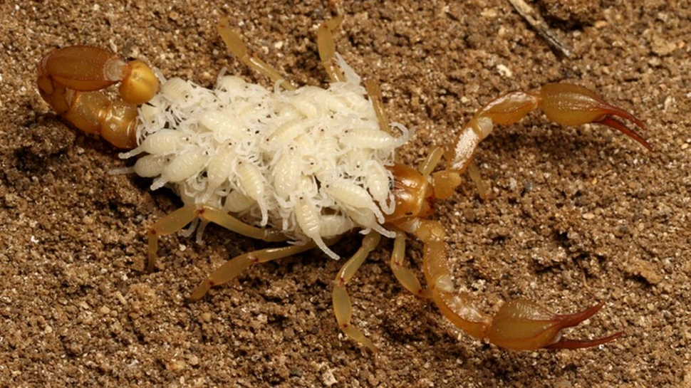 Două noi specii de scorpion, descrise de elevii de liceu dintr-un stat american