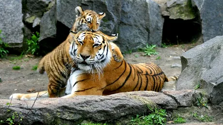 Test de cultură generală. Ce țară are cei mai mulți tigri din lume?