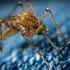 Mult mai multe ciupituri de țânțari purtători de malarie au loc în timpul zilei