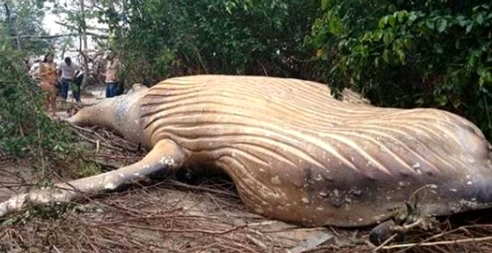 O balenă a fost descoperită într-o junglă, la 15 metri de plajă
