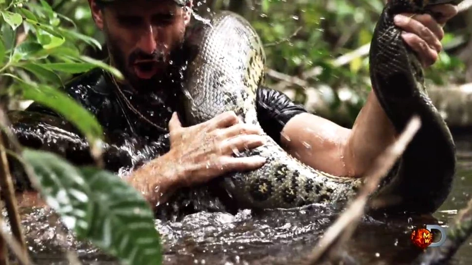 Se va lăsa mâncat de viu de un anaconda, la televizor. Experimentul şocant al unui naturalist (VIDEO)