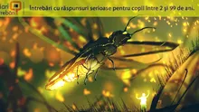 De ce sunt atât de puține insecte în ocean?