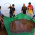 O pisică de mare uriașă, de 180 de kilograme, a fost pescuită în Cambodgia