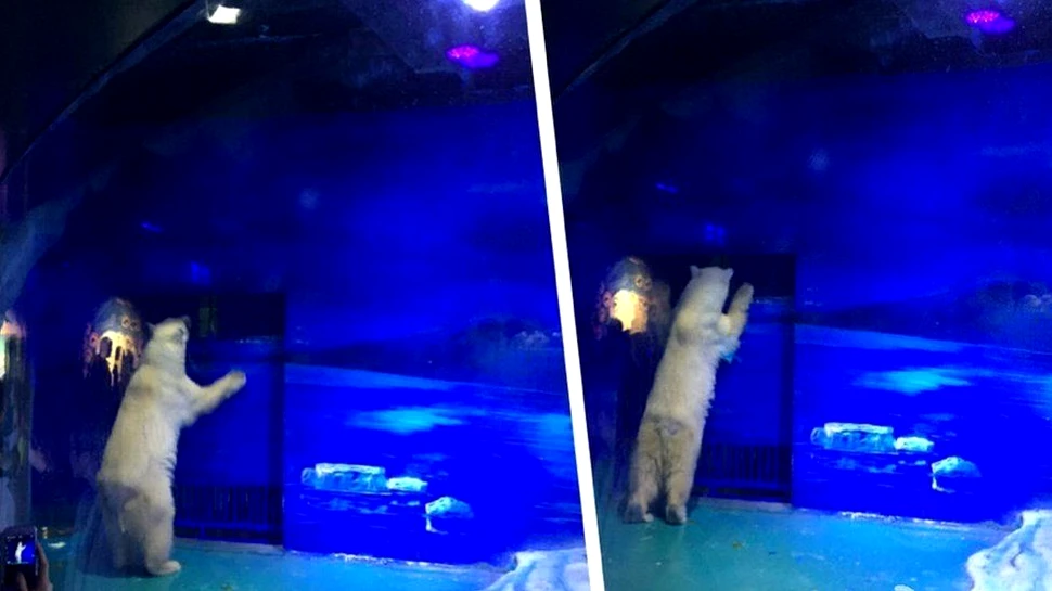 Decizie în cazul Pizza, denumit „cel mai trist urs polar din lume”, ţinut captiv într-un mall din China