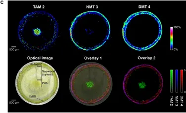 Cercetătorii au creat o plantă care produce 5 substanțe psihedelice în același timp