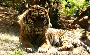 Mafia Tigrilor ameninta sa ucida ultimii tigri din lume