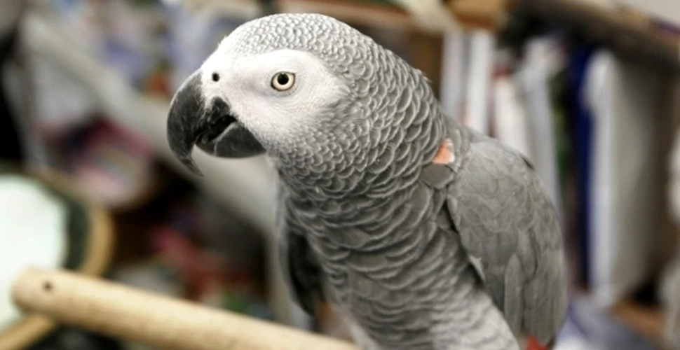 Papagalii africani gri au capacitatea de gândire a unui copil de 4 ani