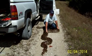 Cel mai mare piton prins în Florida. Autorităţile au capturat un exemplar uriaş (FOTO)