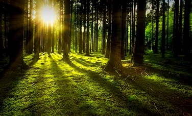 Aproape 24.000 de hectare de pădure și terenuri, regenerate în 2022