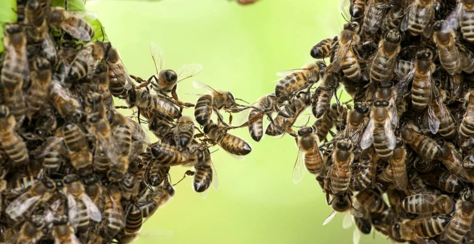 Un aspect crucial al albinelor a fost în sfârşit scos la iveală: cum comunică albinele atunci când formează o grămadă